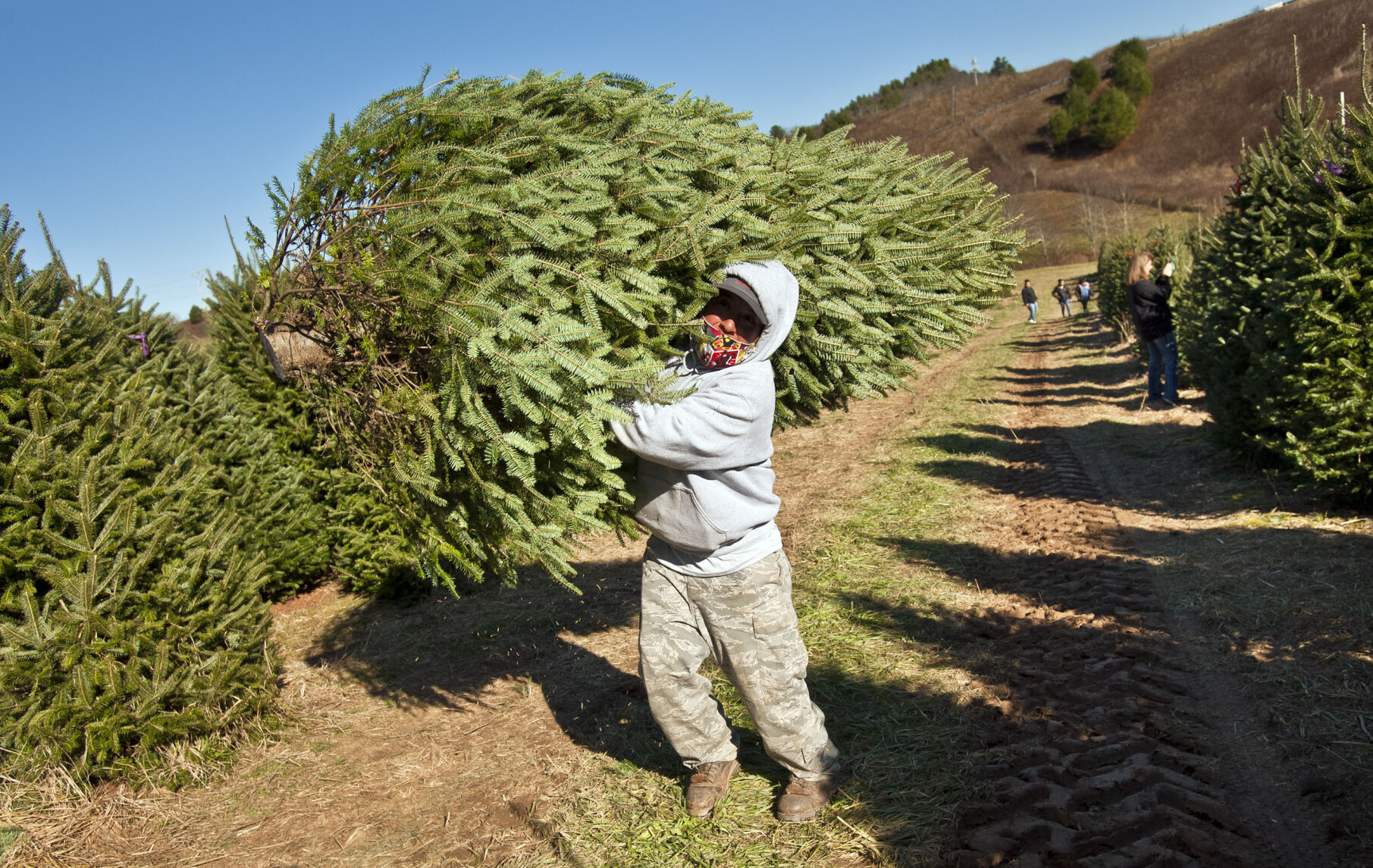 Choose and cut Christmas trees